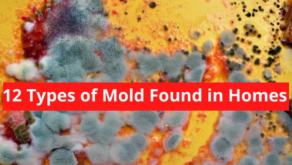 Types of Mold