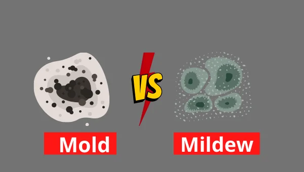 mildew and mold
