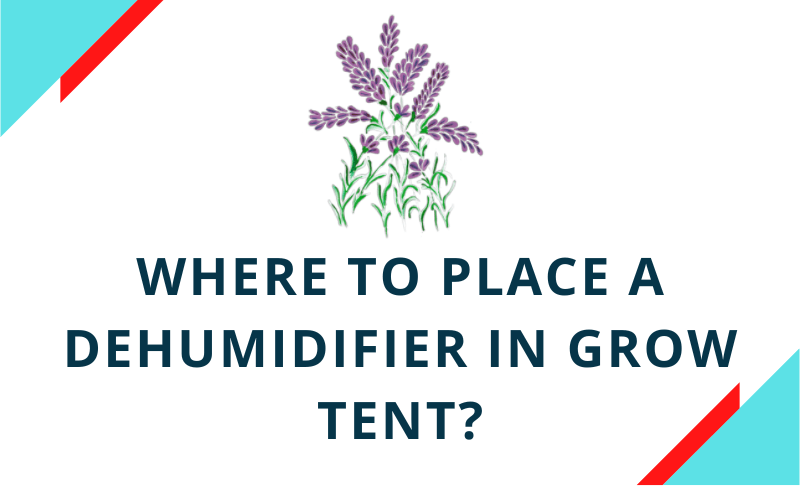 Where To Place A Dehumidifier In Grow Tent